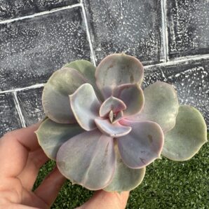 Echeveria Perle von Nurnberg Monstr