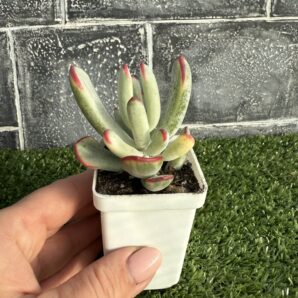 Cotyledon orbiculata var. flanaganii f. variegata