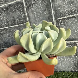 Echeveria Topsy Turvy