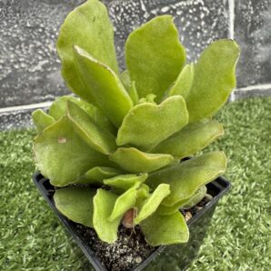 Adromischus cristatus