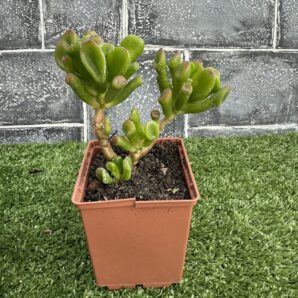Crassula Hobbit