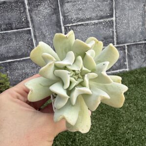 Echeveria Topsy Turvy