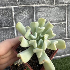 Echeveria Topsy Turvy