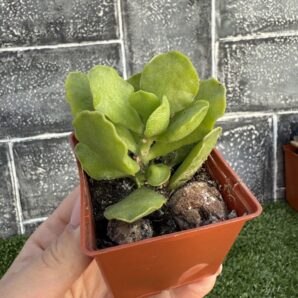 Adromischus cristatus