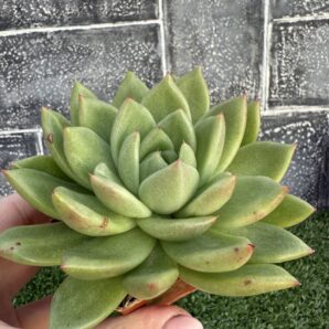 Echeveria gilva