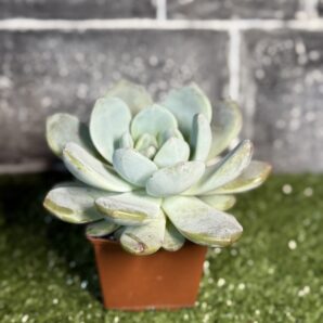 Echeveria Monroe Orange