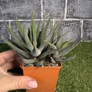 Haworthia Fasciata сoncolor