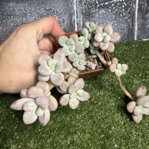Graptopetalum Ellen