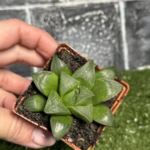 Haworthia retusa