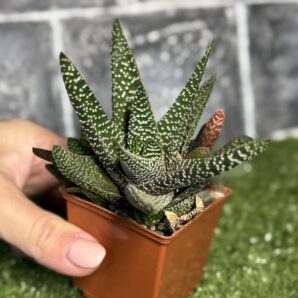 Haworthia