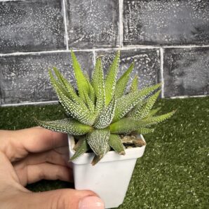 Haworthia Fasciata сoncolor