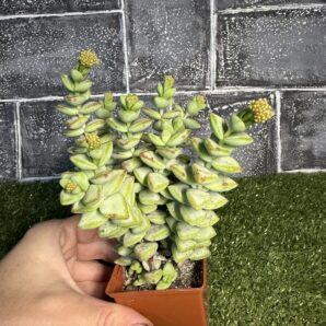 Сrassula rupestris Aiboshi