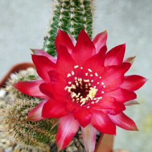Chamaecereus hybrid Lincoln Warpaint