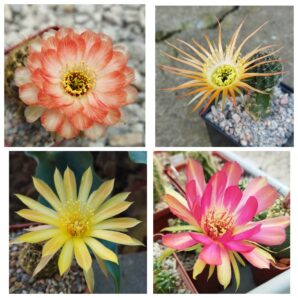 Насіння Lobivia hybrid MIX 1