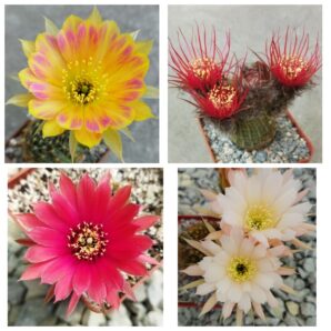 Насіння Lobivia hybrid MIX 2