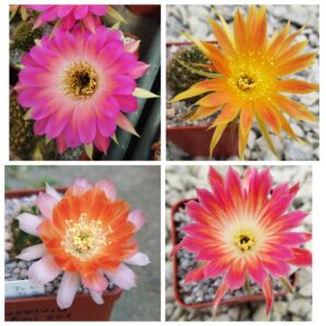 Насіння Lobivia hybrid MIX 3