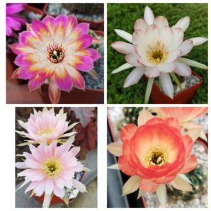 Насіння Lobivia hybrid MIX 4