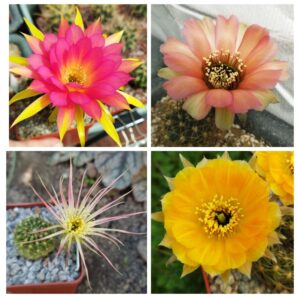 Насіння Lobivia hybrid MIX 5