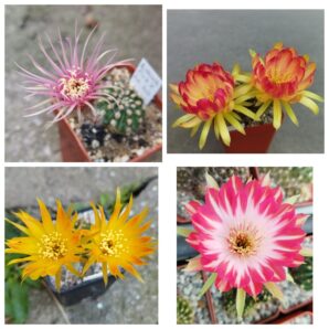 Насіння Lobivia hybrid MIX 6