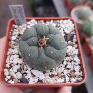 Lophophora jourdaniana