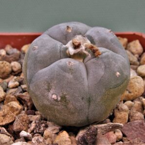 lophophora-williamsii-11