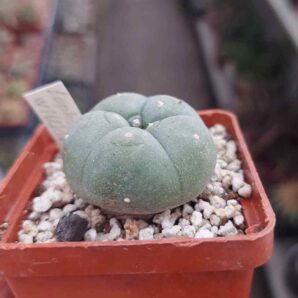 Lophophora williamsii