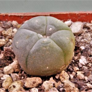 lophophora-williamsii-7.
