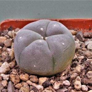 lophophora-williamsii-8