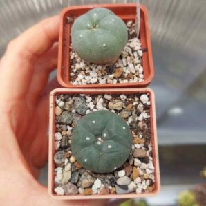 Lophophora williamsii + fricii