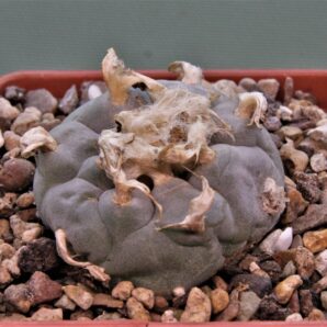 lophophora-williamsii-pp869-3
