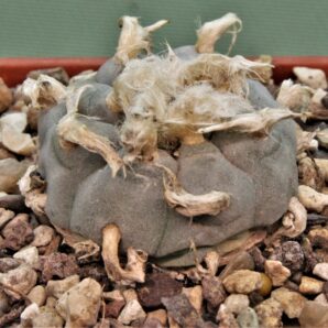 lophophora-williamsii-pp869-4