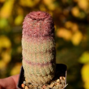 Echinocereus rigidissimus var rubrispinus