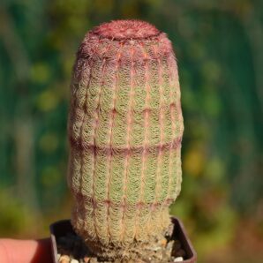 Echinocereus rigidissimus var rubrispinus