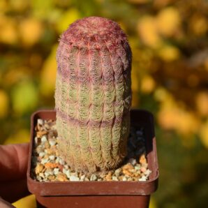 Echinocereus rigidissimus var rubrispinus