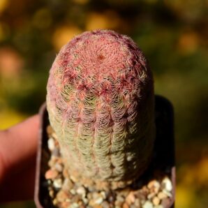 Echinocereus rigidissimus var rubrispinus