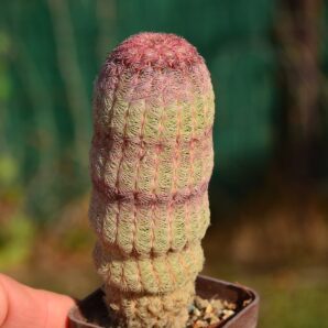Echinocereus rigidissimus var rubrispinus