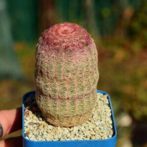 Echinocereus rigidissimus v rubispinus