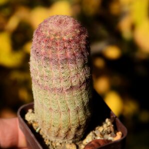 Echinocereus rigidissimus var rubrispinus