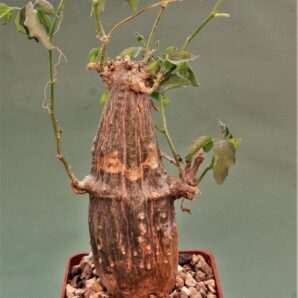 momordica-rostrata-1.