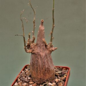 momordica-rostrata-2