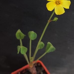 Oxalis megalorhiza