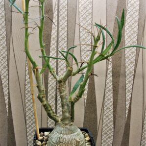 pachypodium-succulentum-1