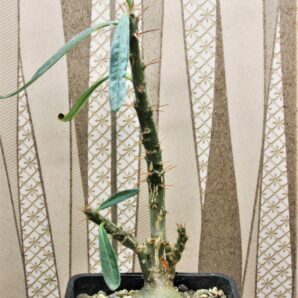 pachypodium-succulentum-2