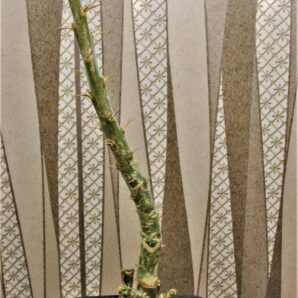 pachypodium-succulentum-3.