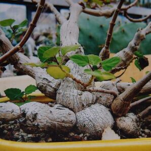 Plectranthus ernstii