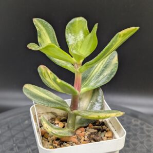 Crassula Lemon&Lime Mediovariegated