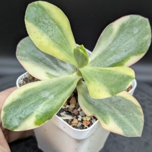 Crassula Blue Bird Variegated