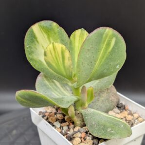 Crassula Blue Bird Mediovariegated
