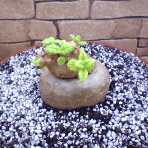 Sinningia bullata (дорослий екземпляр - крупний каудекс)