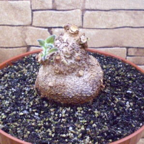 Sinningia douglasii (дорослий екземпляр - крупний каудекс)